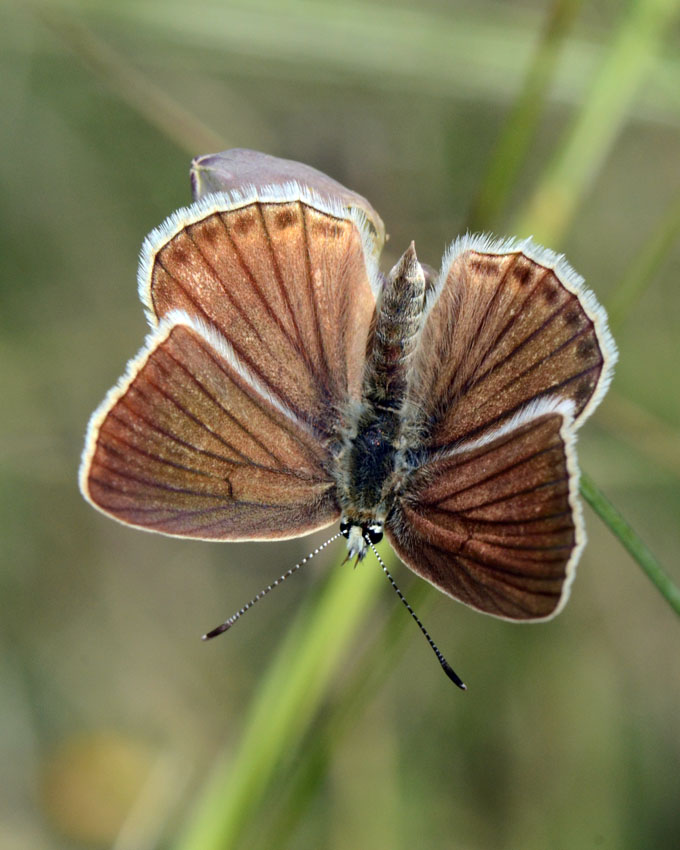 Glaucopsyche alexis femmina?